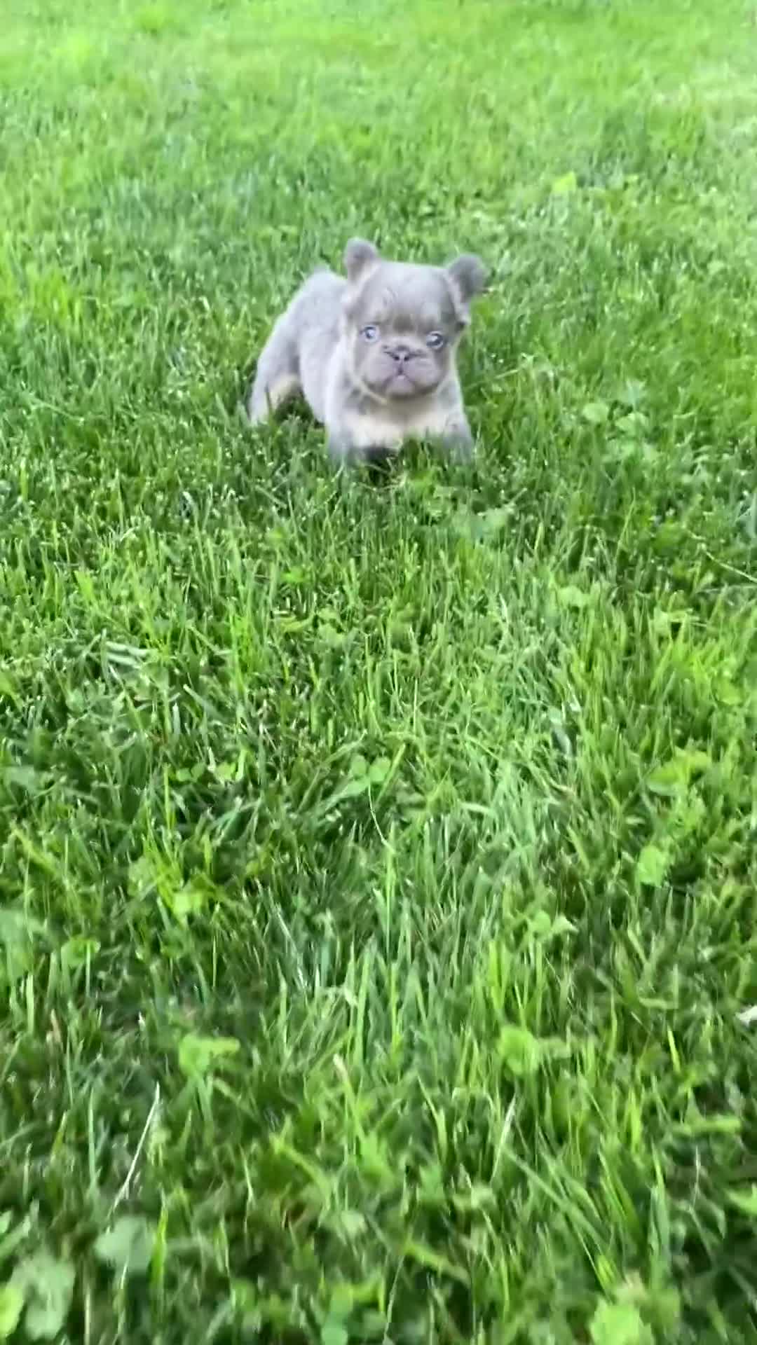 French Bulldog dogs for sale: Champ - Video 1