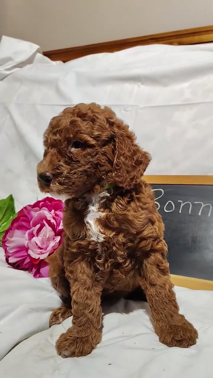 Mini Goldendoodle dogs for sale: Bubbles - Video 1