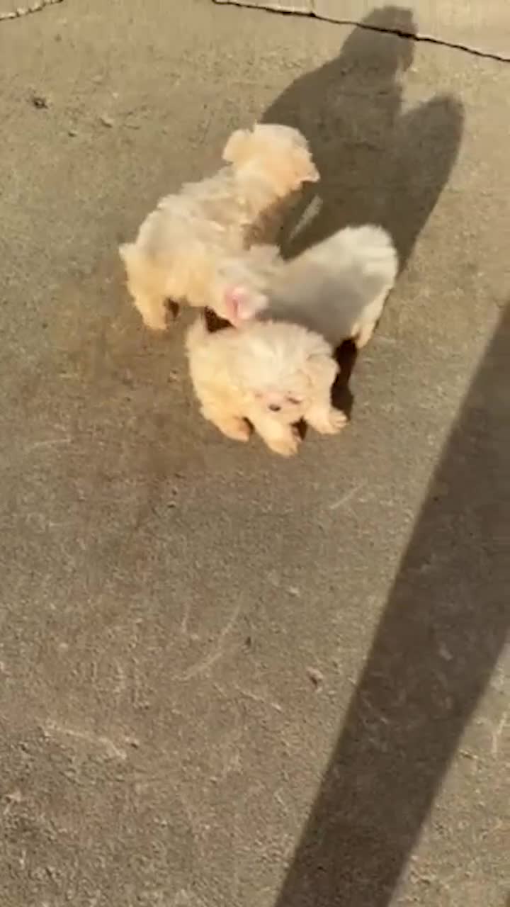 Maltese dogs for sale: Angela - Video 1