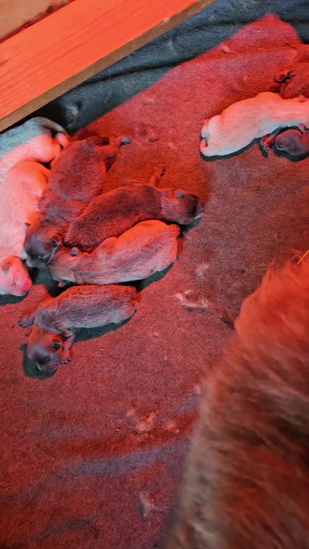 Chow Chow dogs for sale: CINNAMON CHOW CHOW M1 - Video 1