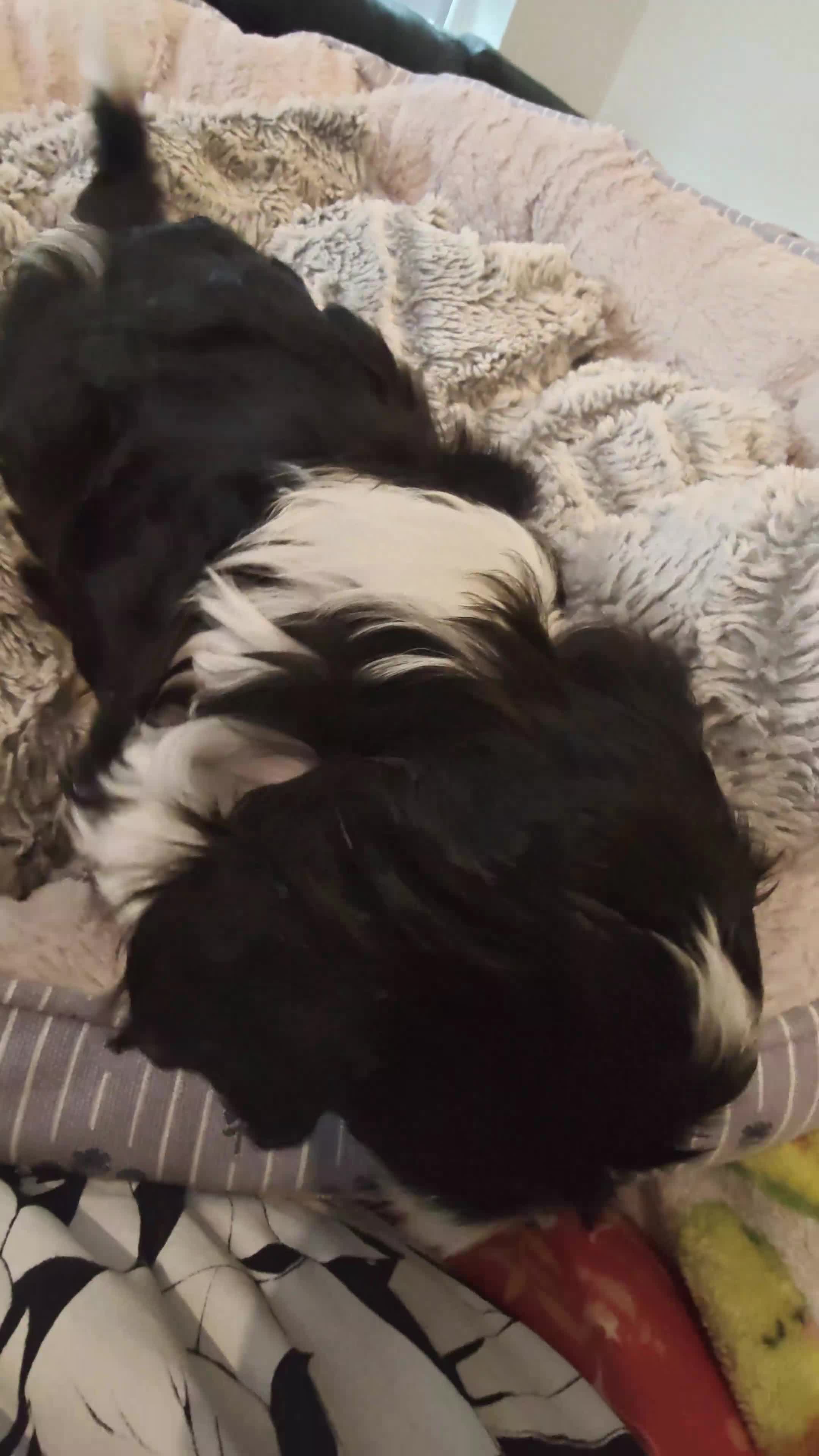 Mixed Breed dogs for sale: Mocha - Video 1