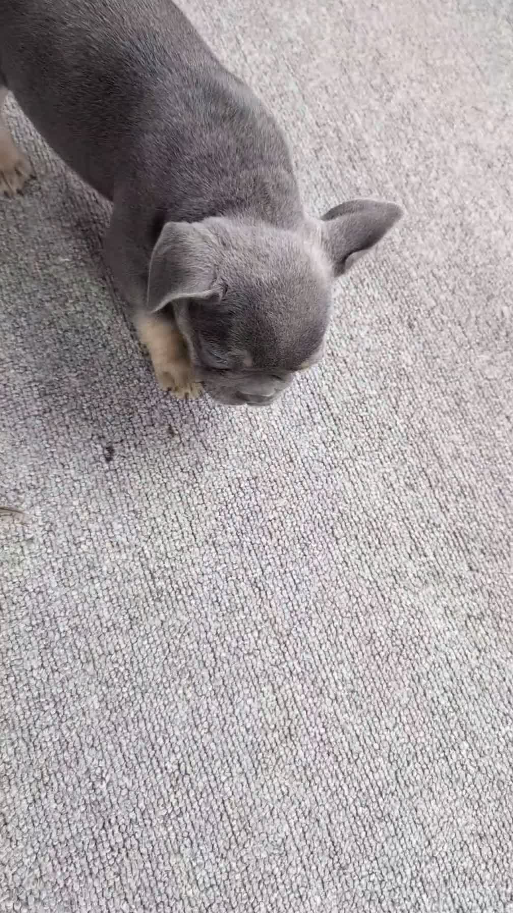 French Bulldog dogs for sale: Yoda - Video 1