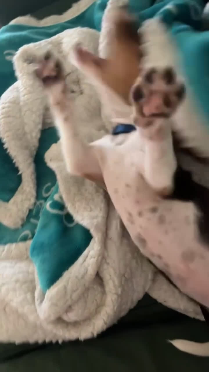 Beagle dogs for sale: Ted - Video 1