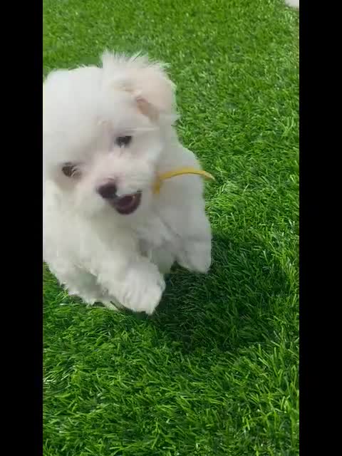 Maltese dogs for sale: 🐶 Female Maltese Puppy – Sweet, Playful & Petite - Video 1