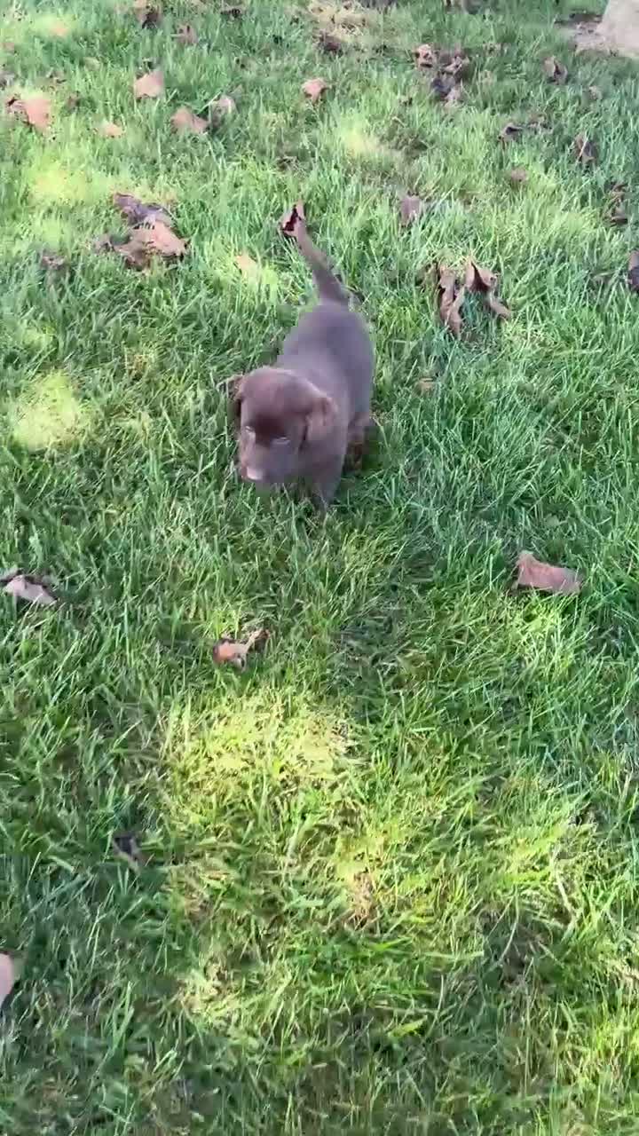 Labrador Retriever dogs for sale: Gus - Video 1
