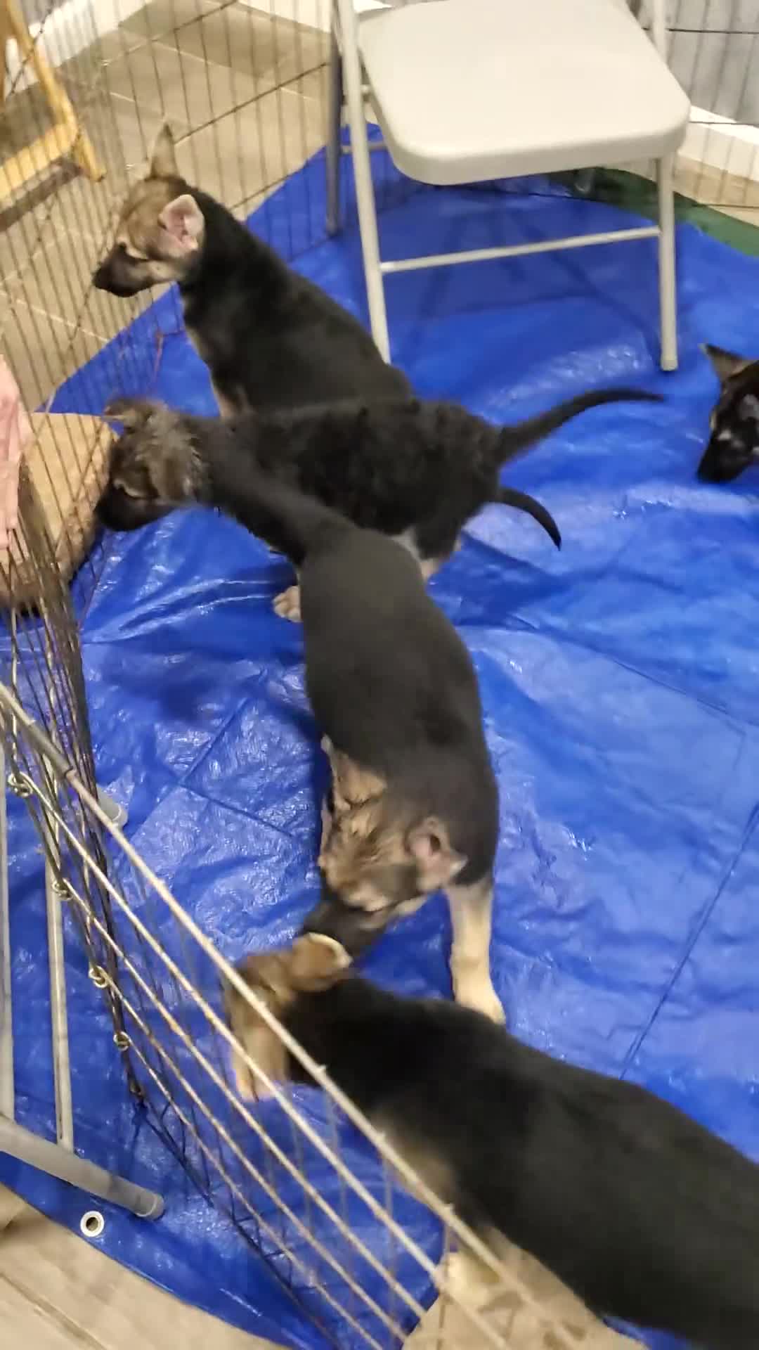 German Shepherd dogs for sale: German Shepherd Puppy 1 - Video 1