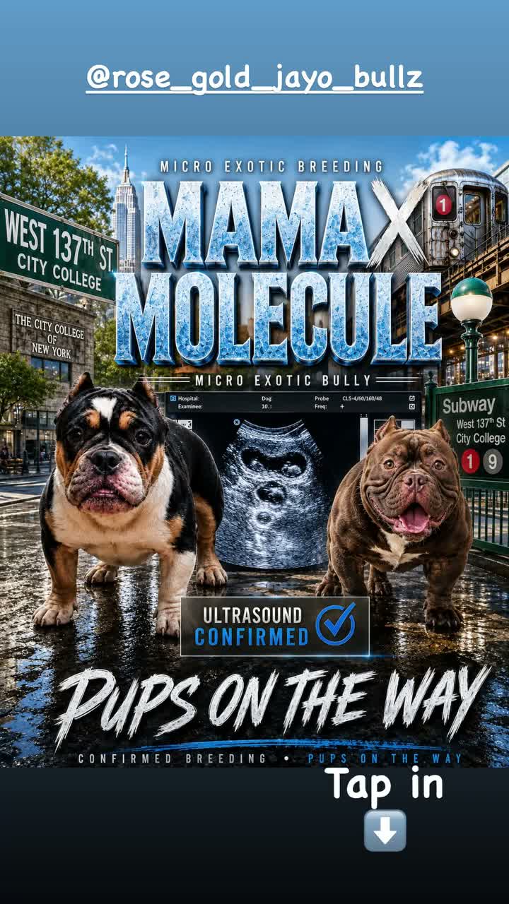 American Bully dogs for sale: American Bully 3 - Video 3
