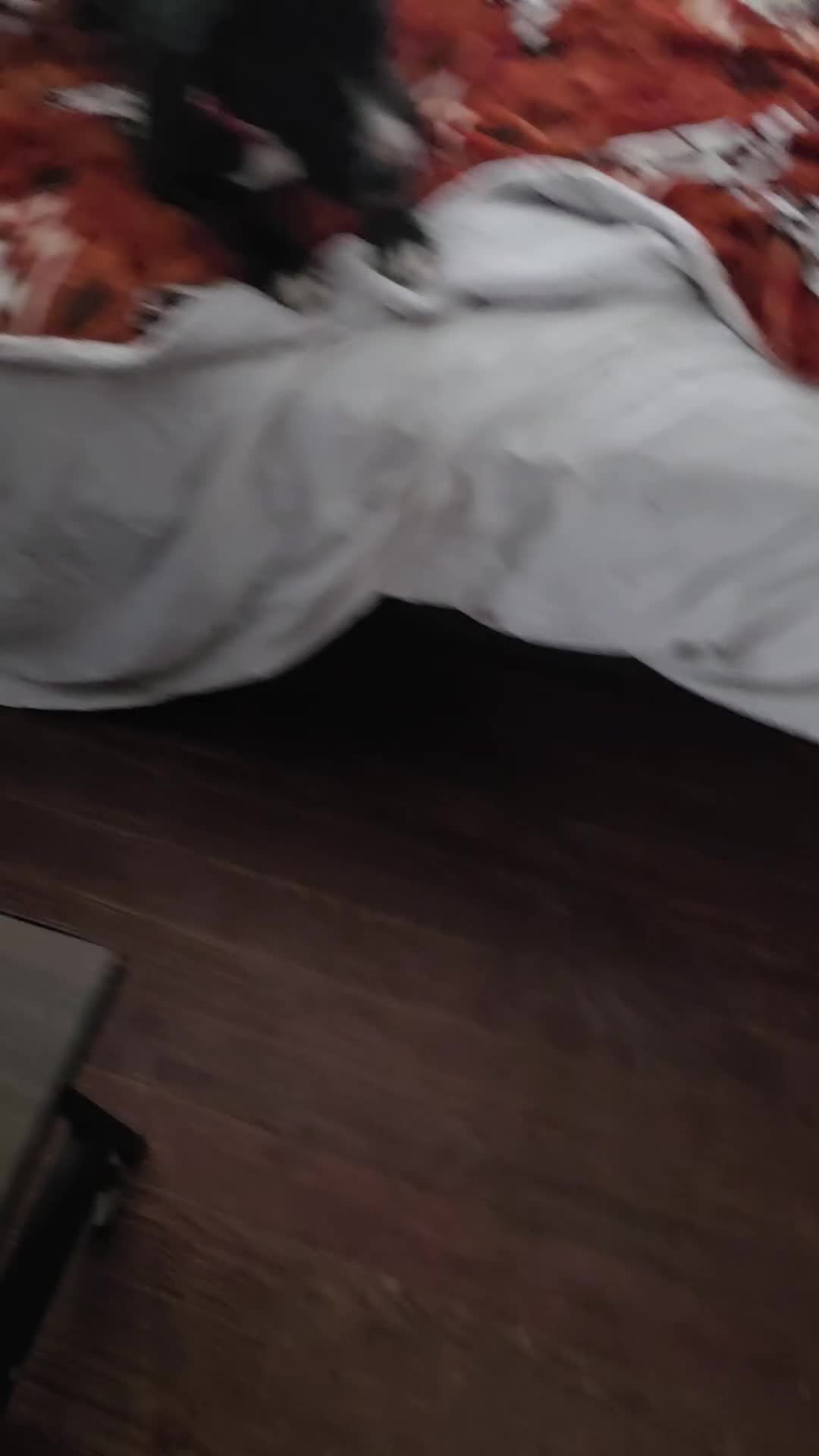 Shiba Inu dogs for stud: First litter - Video 1