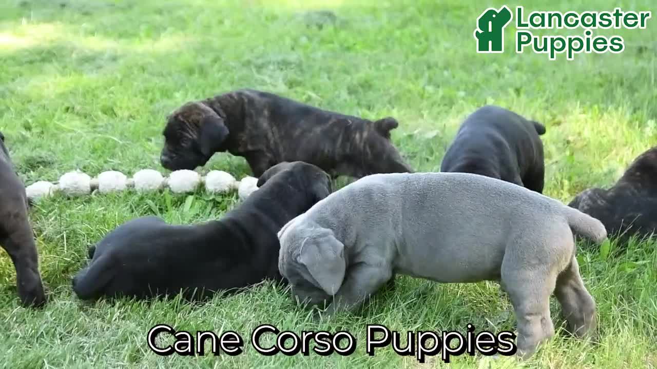 Cane Corso dogs for sale: Dallas - Video 1
