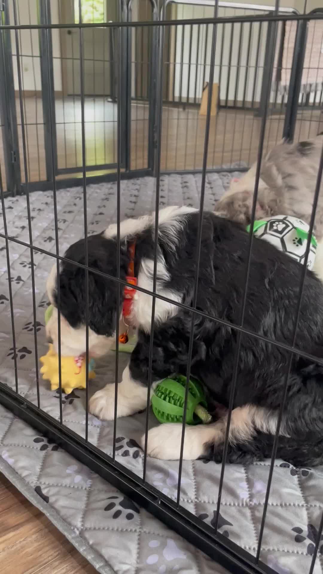 Bernedoodle dogs for sale: Mr. Sammy - Video 1