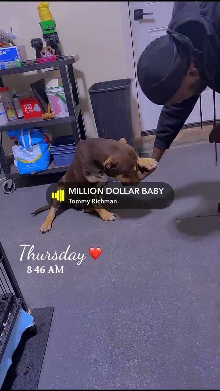American Bully dogs for sale: Monopoly - Video 3