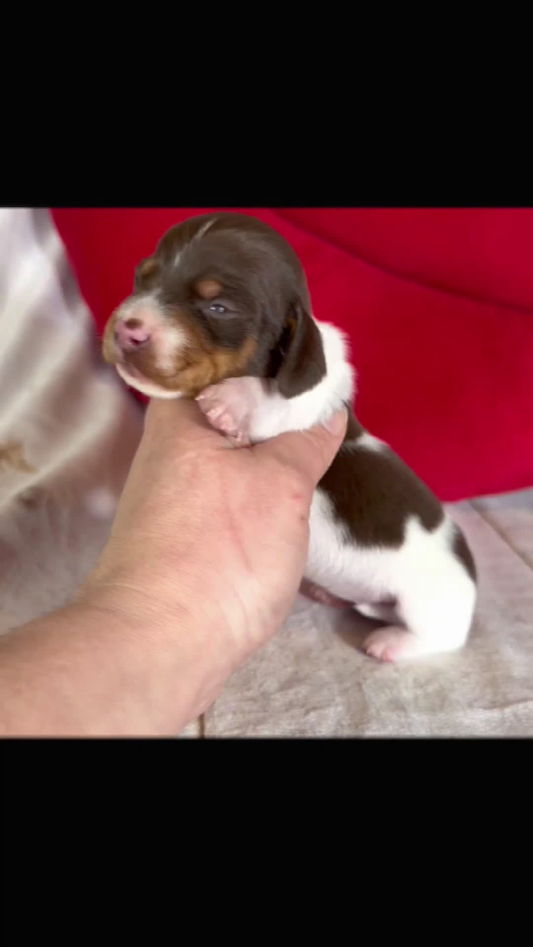 Miniature Dachshund dogs for sale: AKC SH Fiona DNA OFA - Video 1