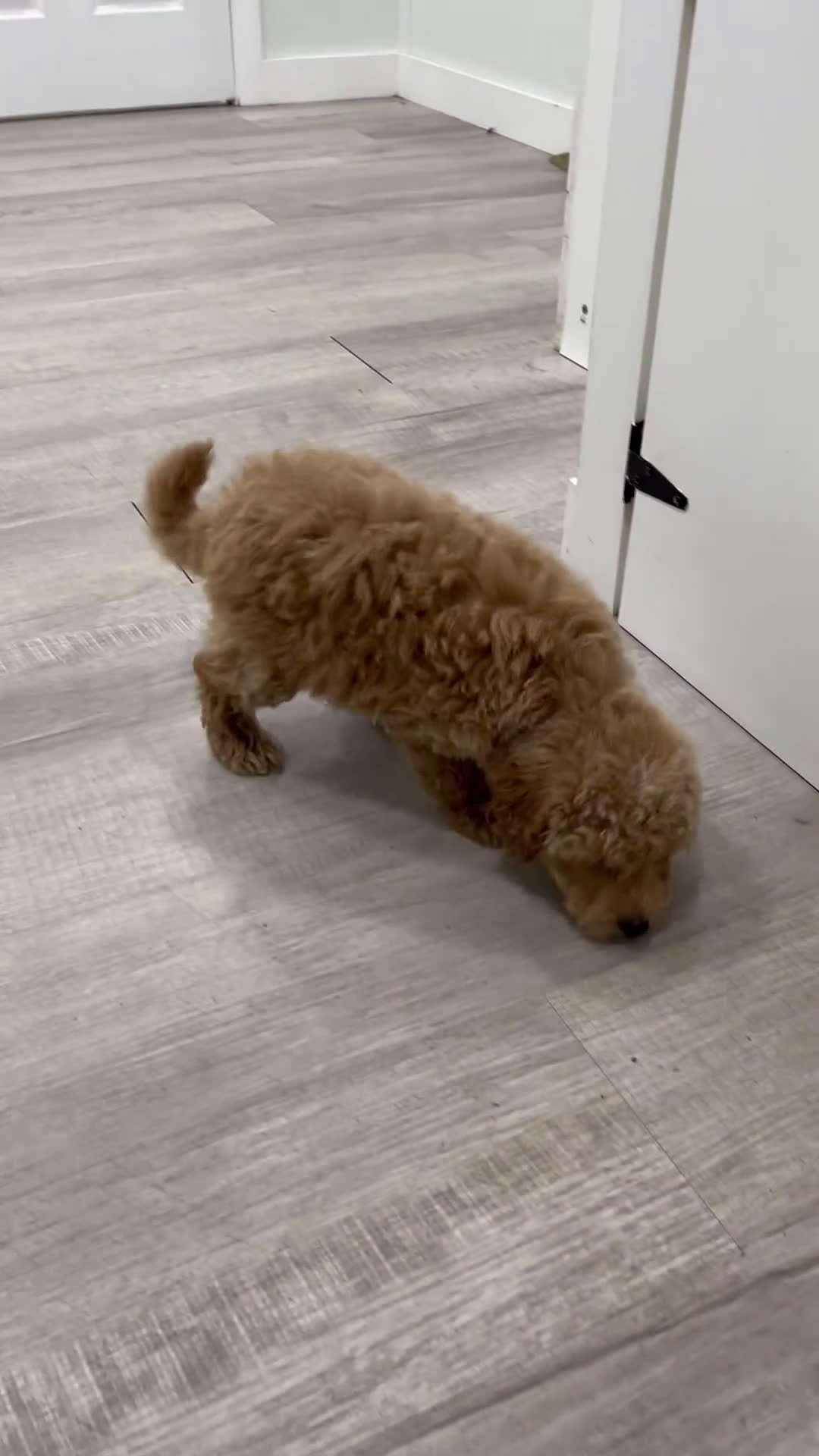 Cavapoo dogs for sale: Amos - Video 1
