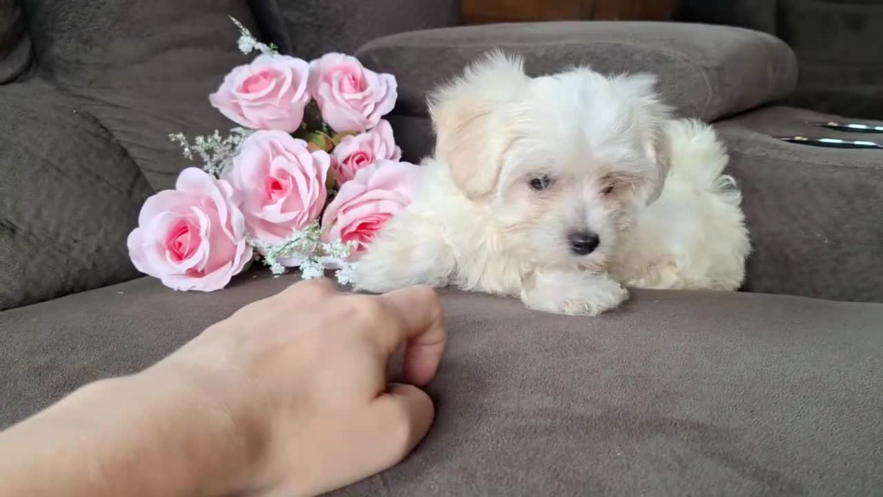 Maltese dogs for sale: Snowflake - Video 1