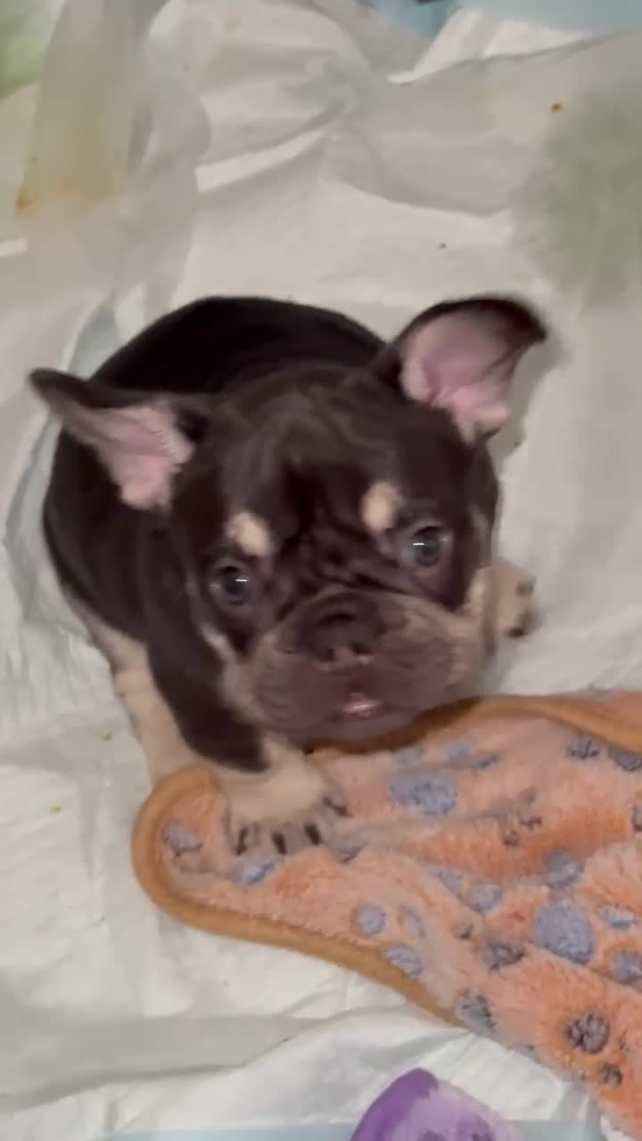 French Bulldog dogs for sale: Dolce - Video 5