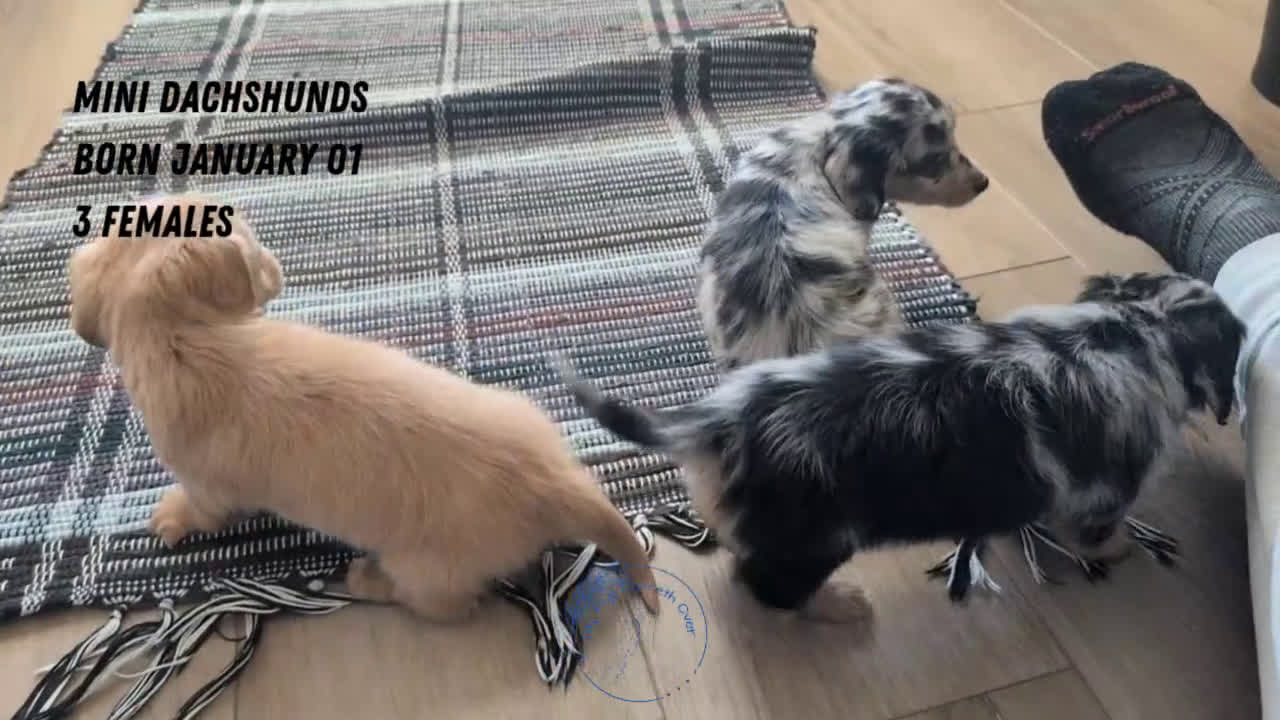 Miniature Dachshund dogs for sale: Lyla - Video 3