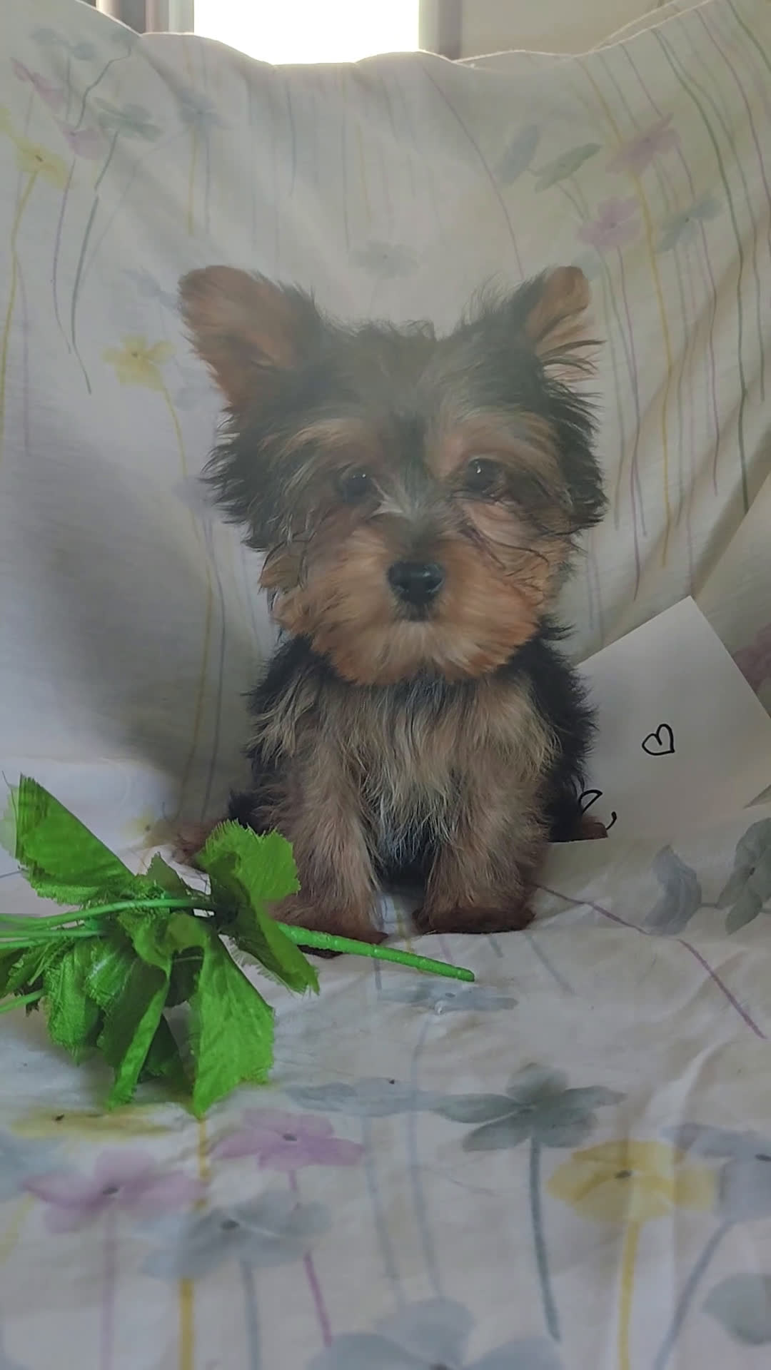 Yorkshire Terrier dogs for sale: Jude - Video 1