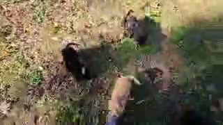 Cockapoo dogs for sale: Bailey - Video 1