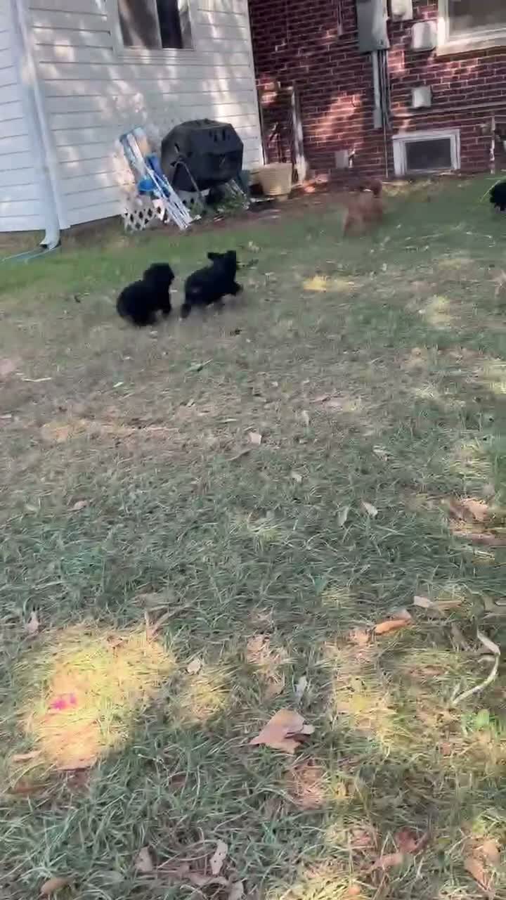 Toy Poodle dogs for sale: Toy Poodle 3 - Video 1