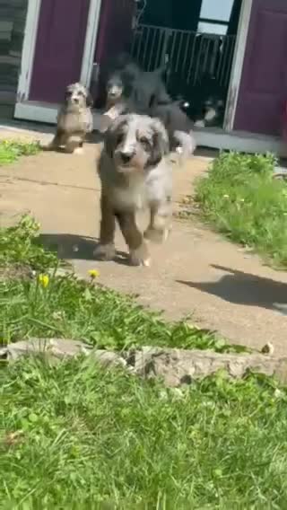 Bernedoodle dogs for sale: Charlie - Video 1