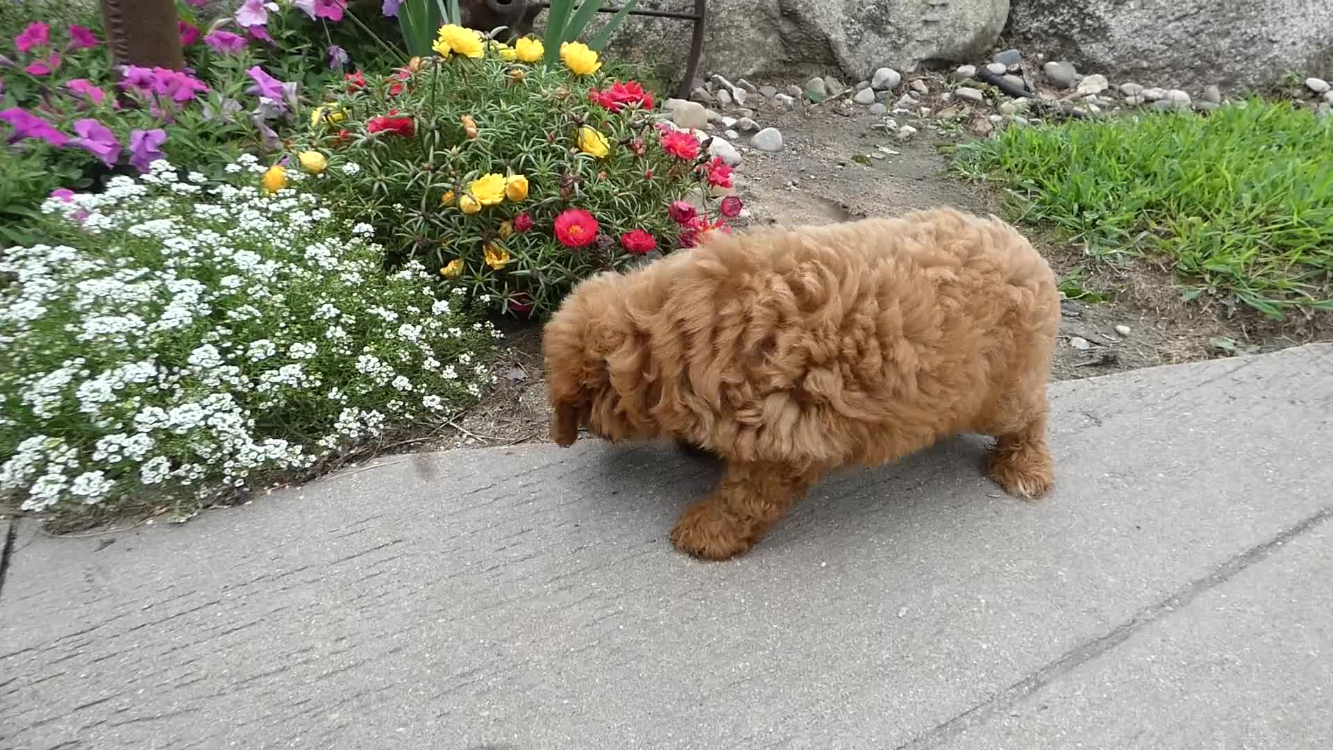 Cavapoo dogs for sale: Cavapoo 1 Tobi - Video 1