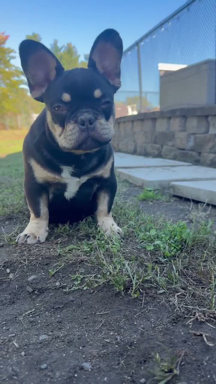 French Bulldog dogs for sale: ROPE - Video 7