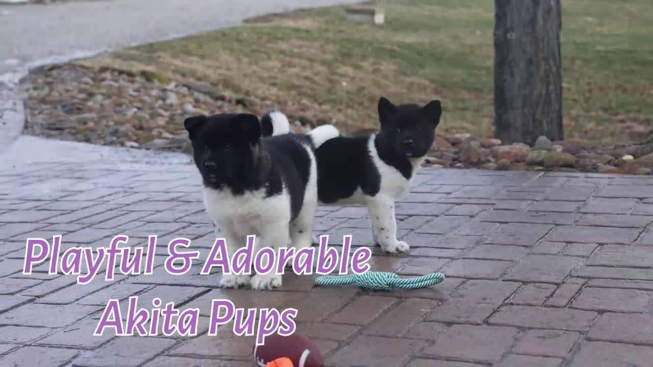 Akita dogs for sale: Olive - Video 1