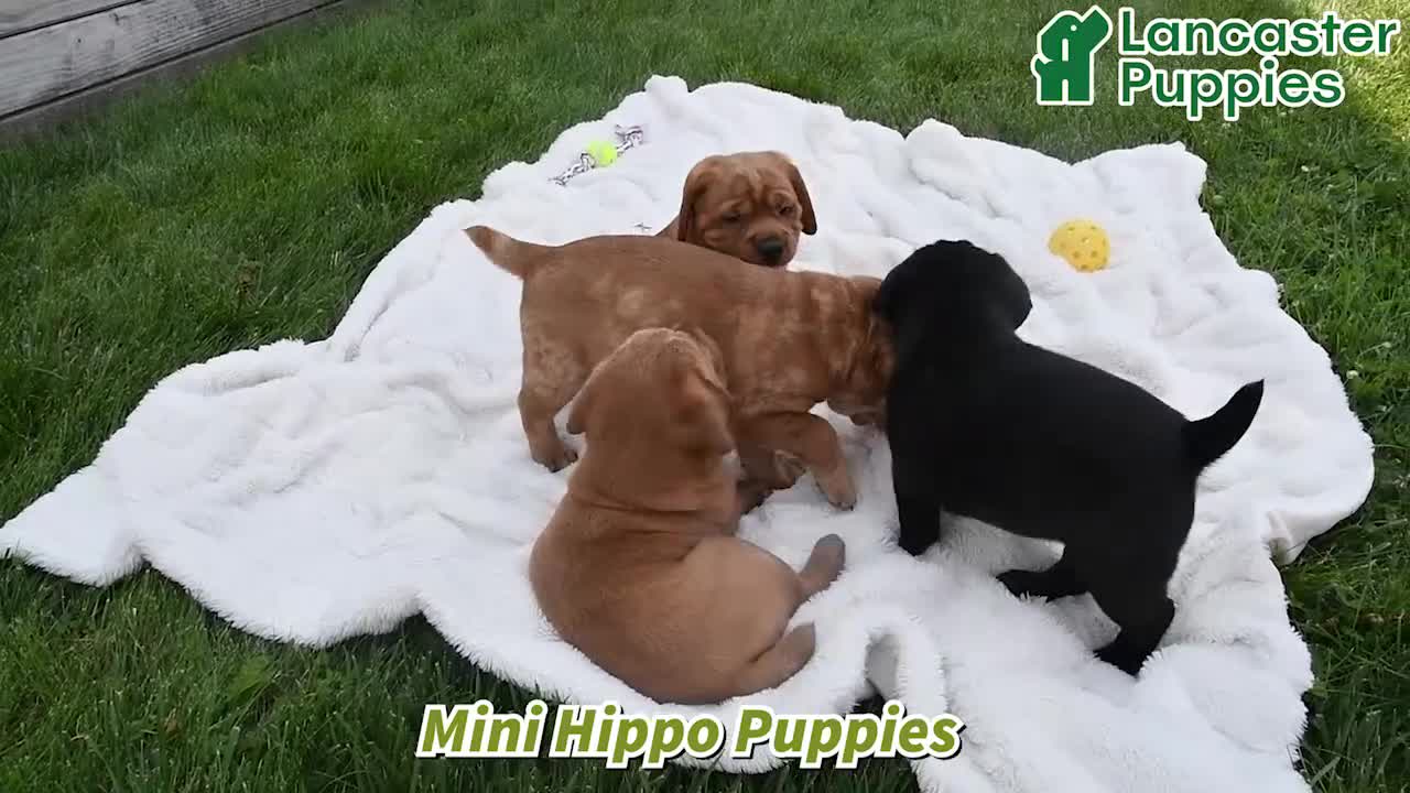 Mini Hippo dogs for sale: Buddy - Video 1