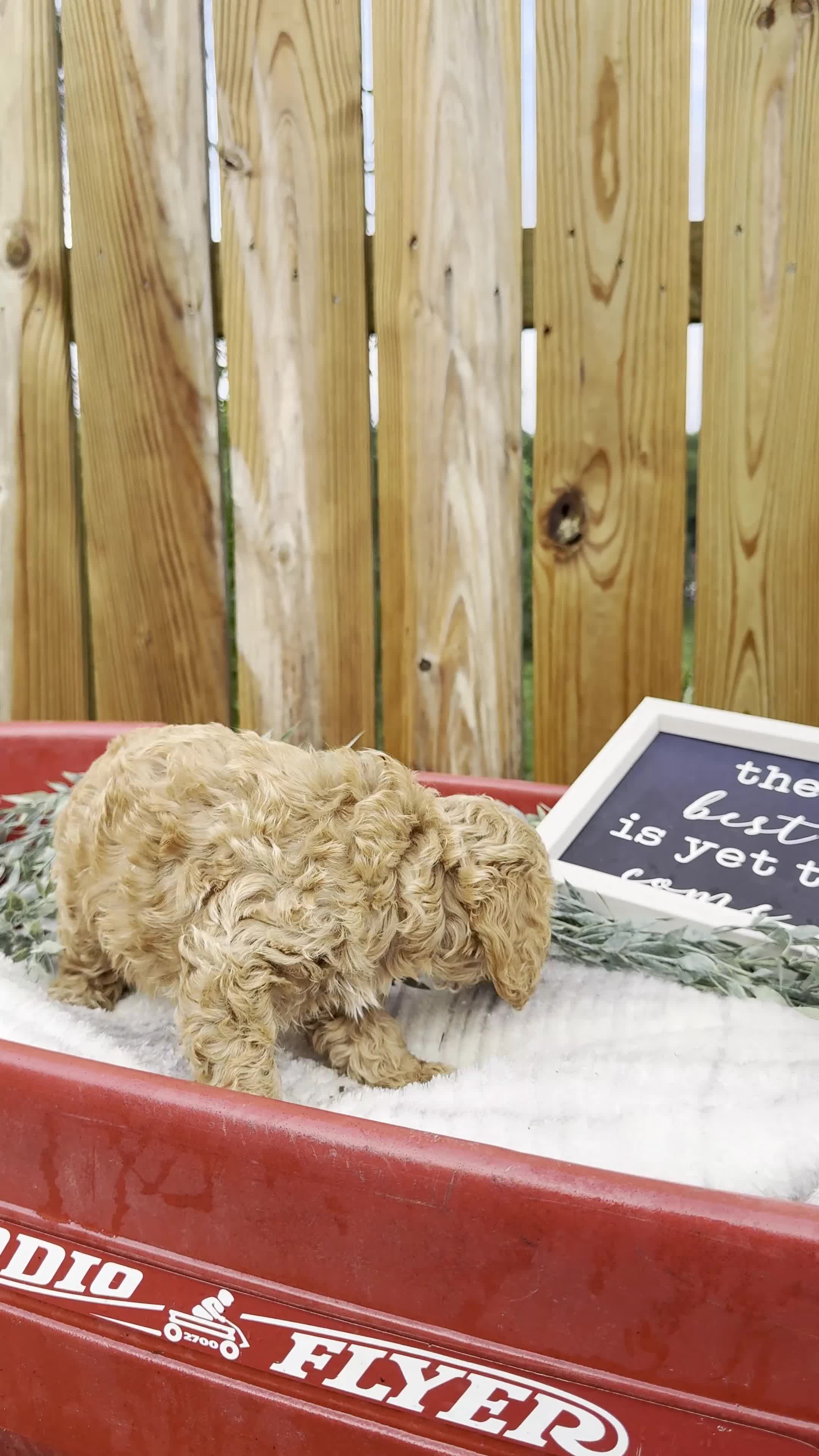 Cockapoo dogs for sale: Bruno - Video 1