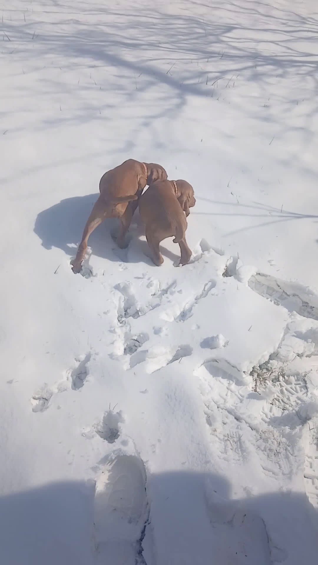 Vizsla dogs for sale: Vizsla Puppy 2 - Video 1