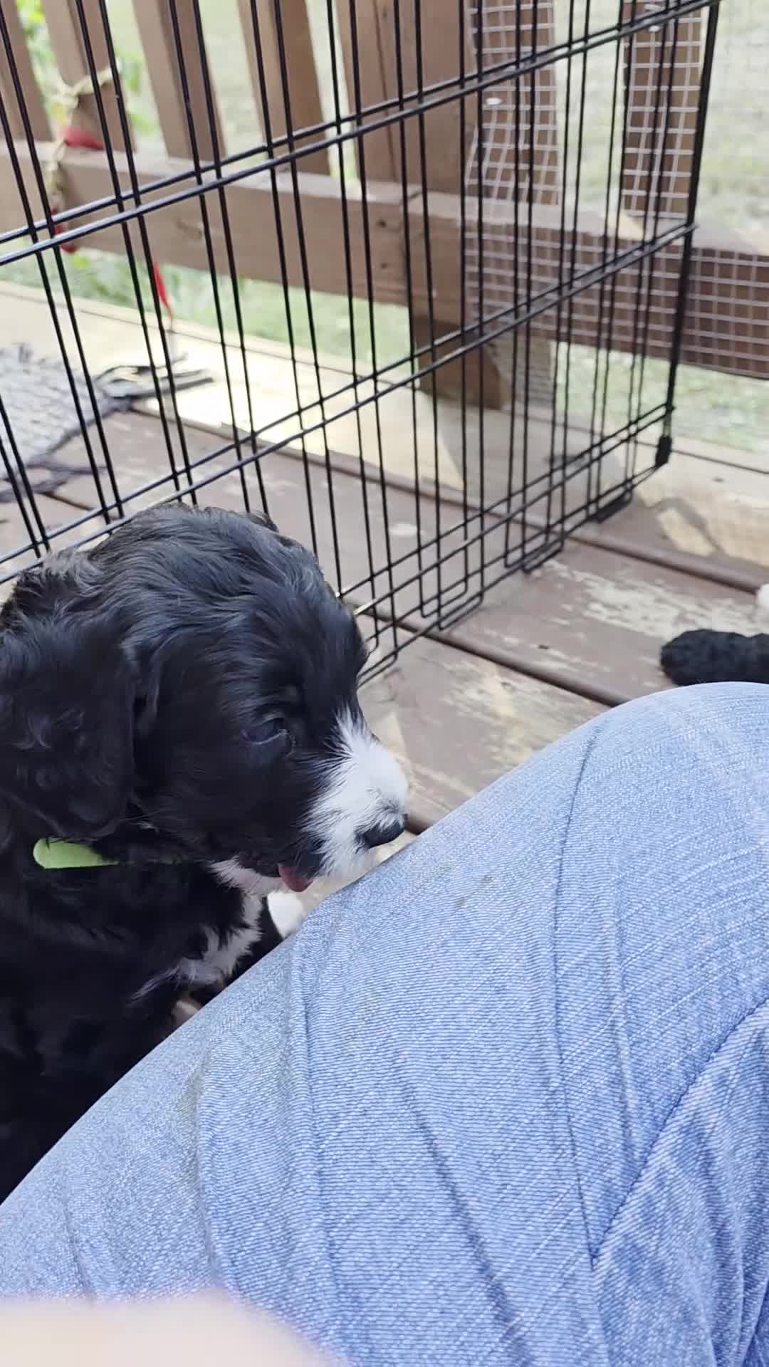 Bernedoodle dogs for sale: Tip Toe - Video 1