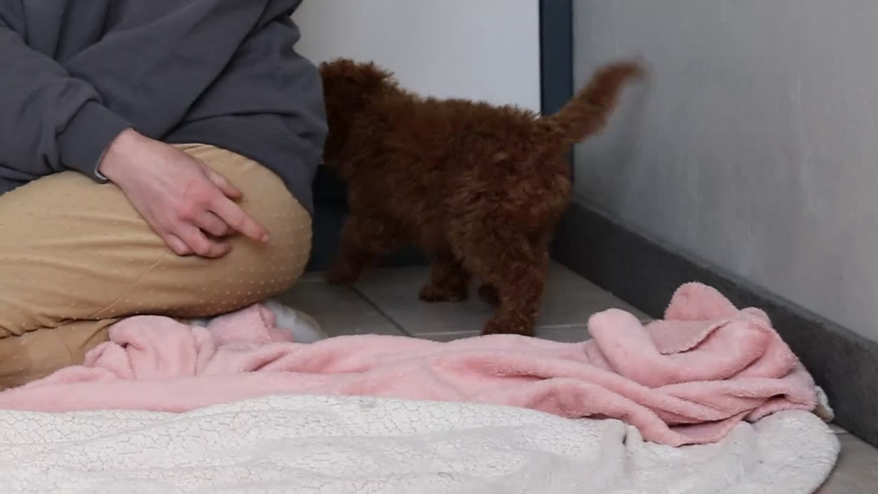 Mini Goldendoodle dogs for sale: Mitch - Video 1