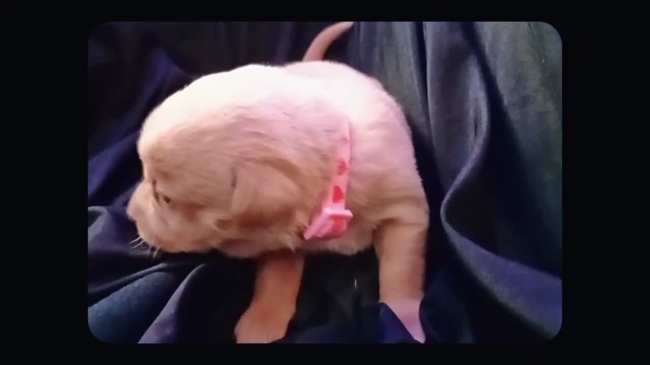 Chiweenie dogs for sale: Chiweenie 6 - Video 1