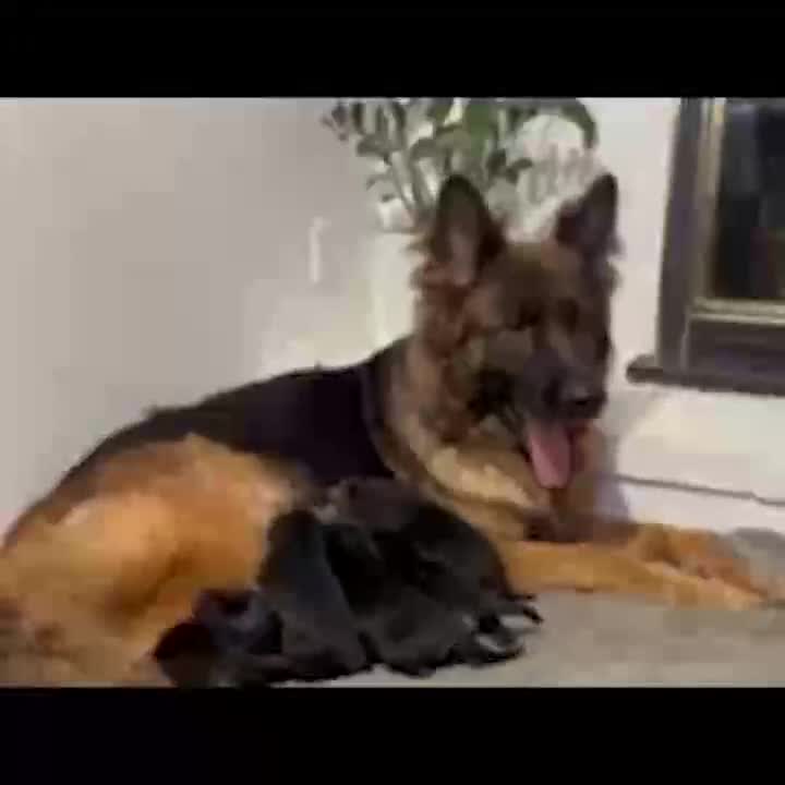 German Shepherd dogs for sale: Zorro - Video 1