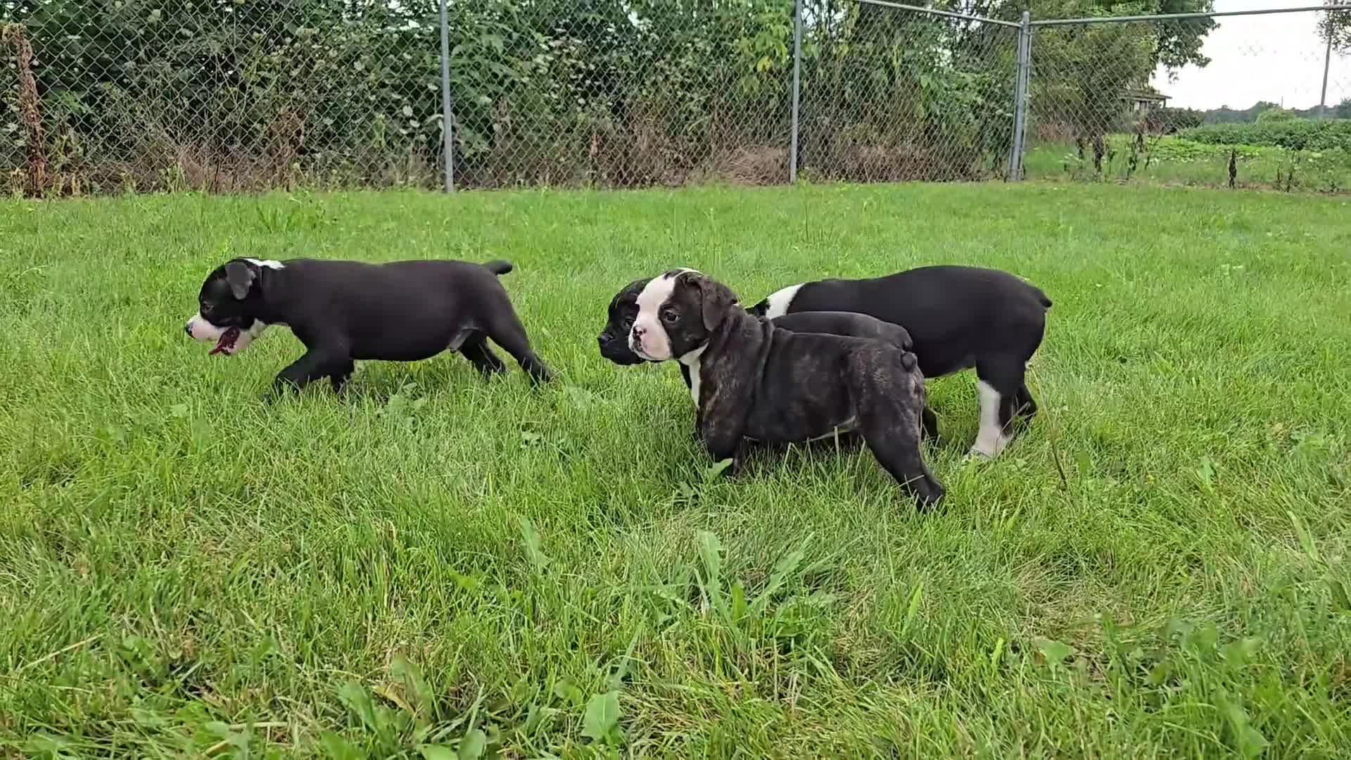 Olde English Bulldogge dogs for sale: Margaret - Video 1