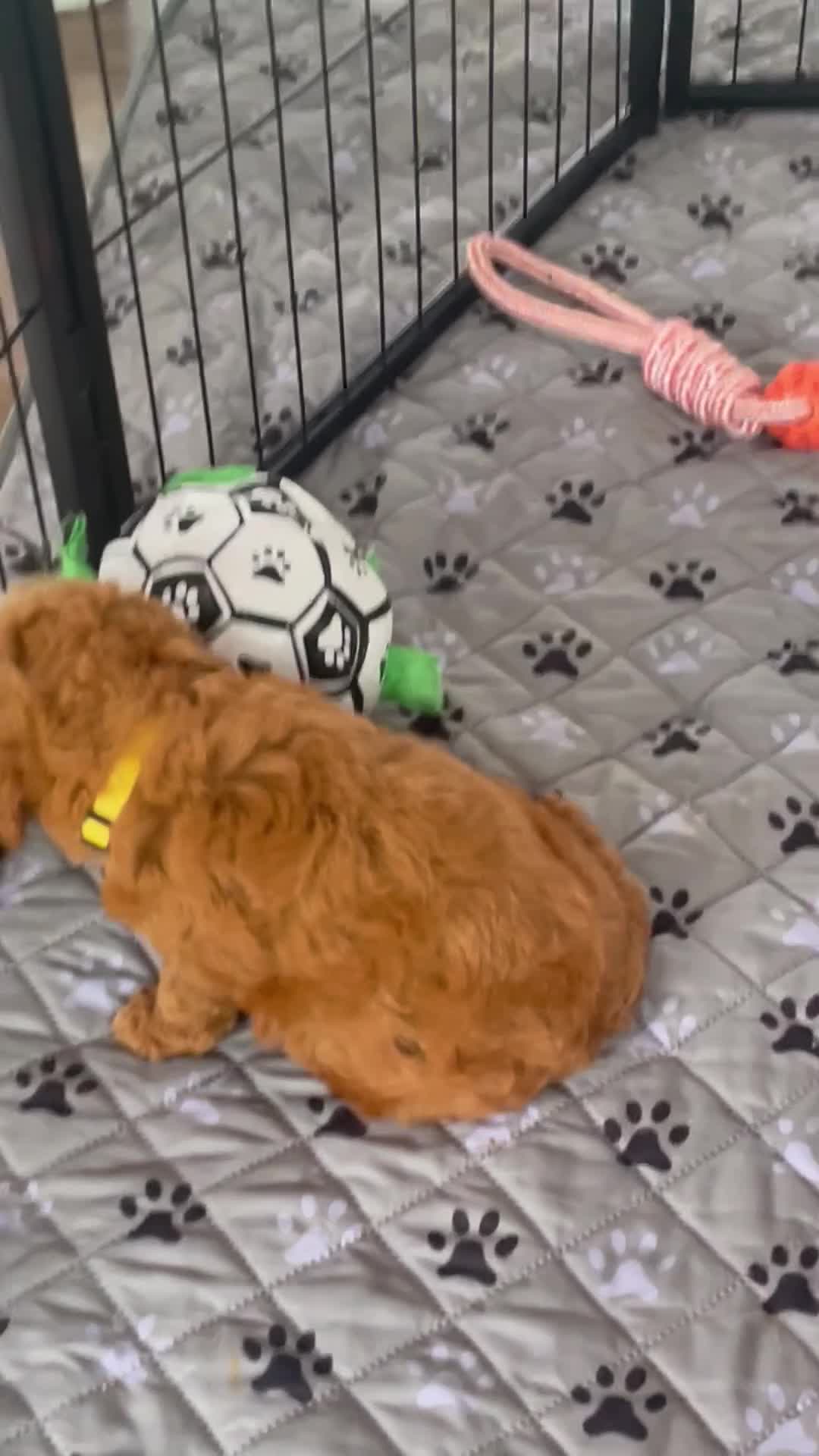 Mini Goldendoodle dogs for sale: Mr. Leo - Video 1