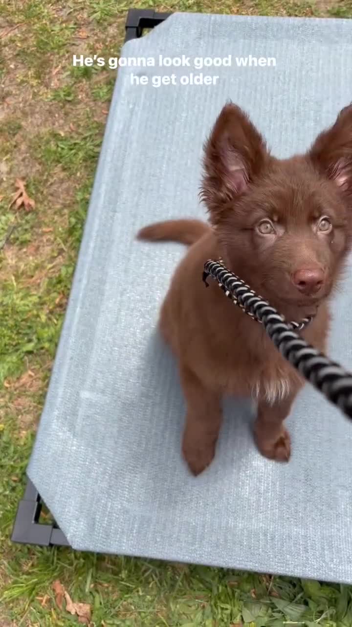 German Shepherd dogs for sale: German Shepherd Puppy 1 - Video 1