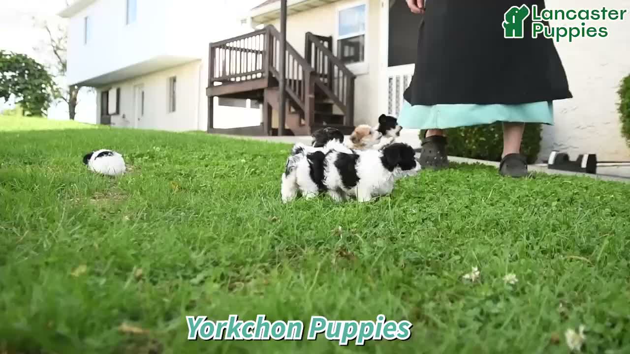 Yochon dogs for sale: Chloe - Video 1