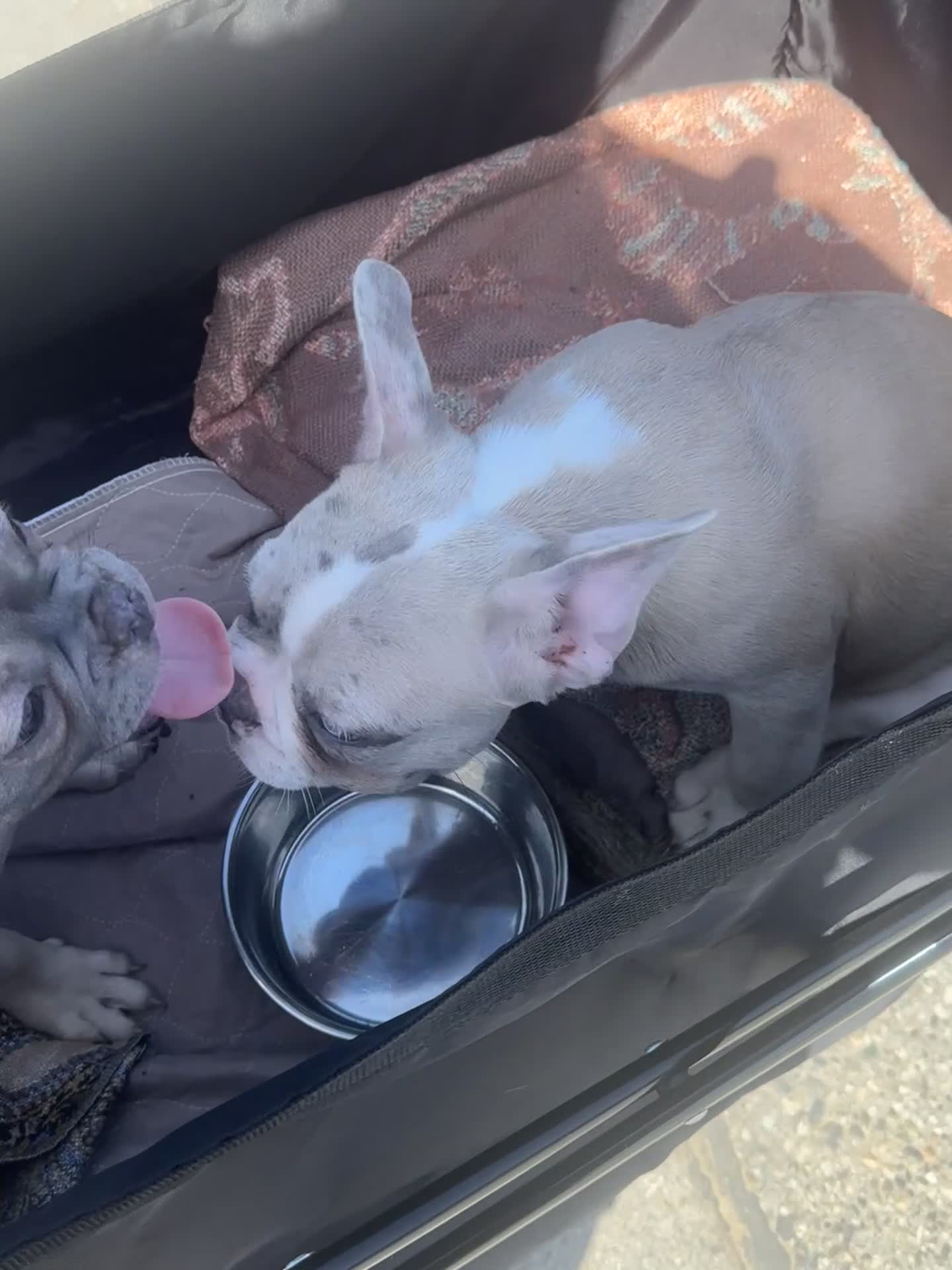 French Bulldog dogs for sale: Coco - Video 2