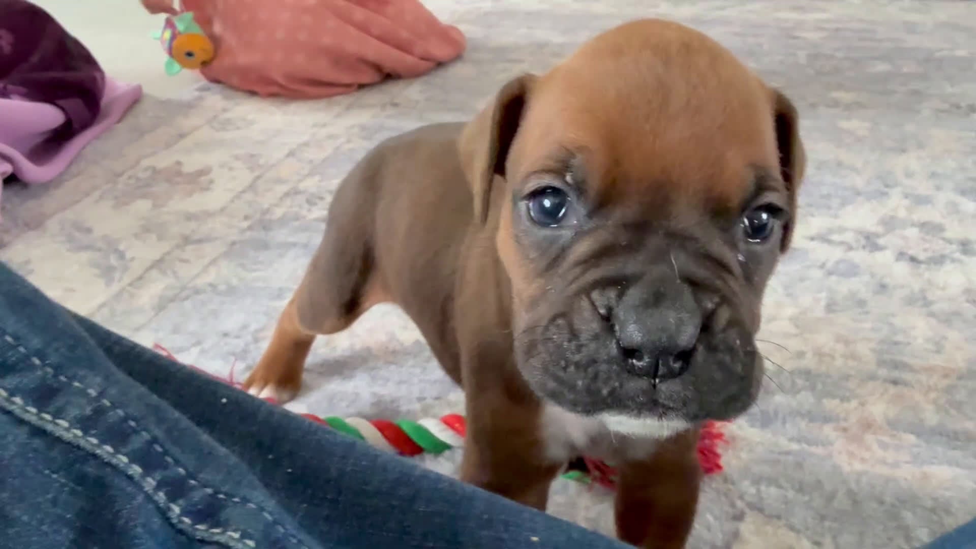 Boxer dogs for sale: Champ  - Video 5
