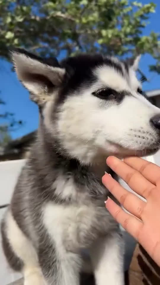 Siberian Husky dogs for sale: Siberian Husky Puppy  - Video 1