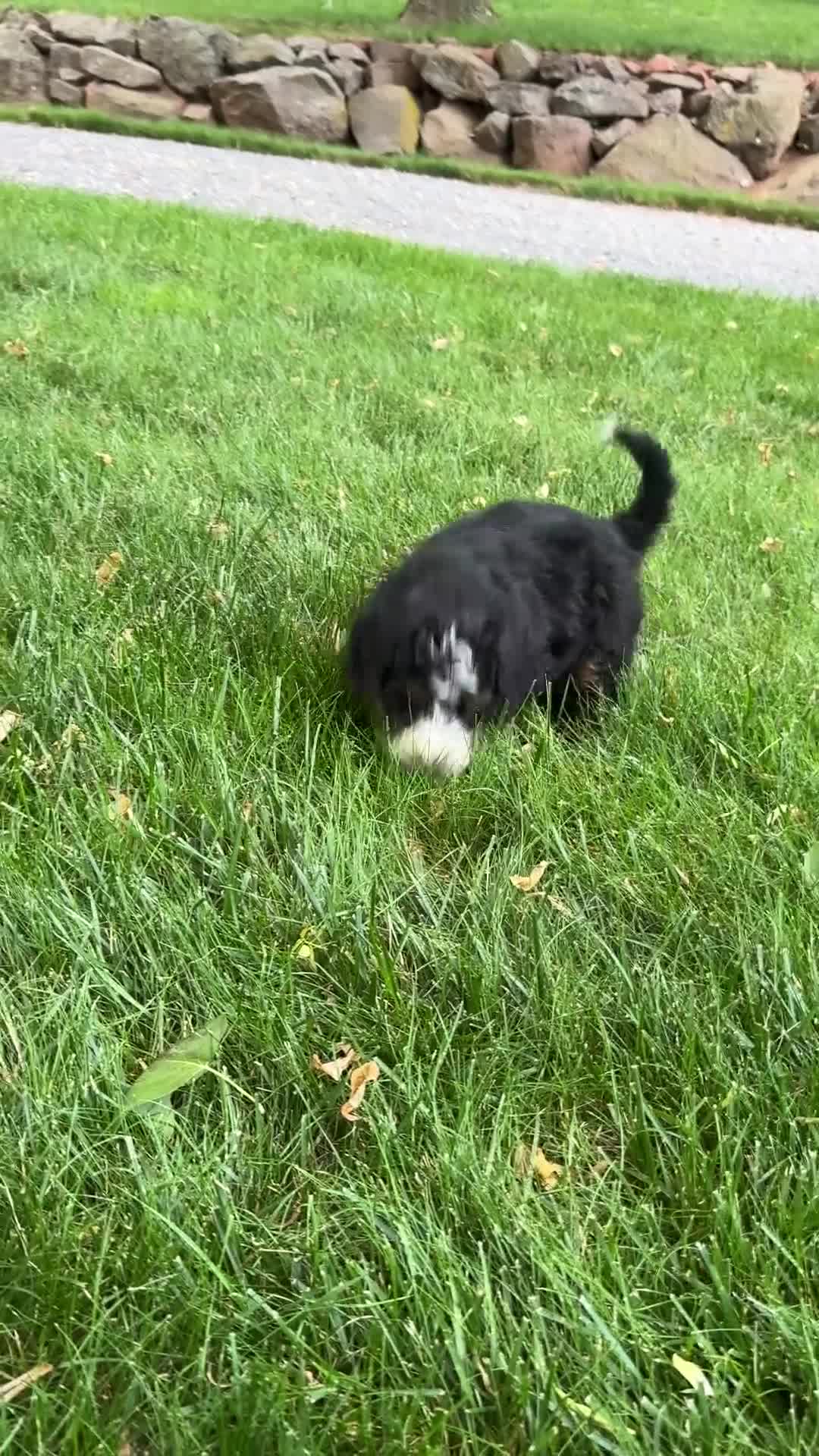 Mini Bernedoodle dogs for sale: Tucker - Video 2