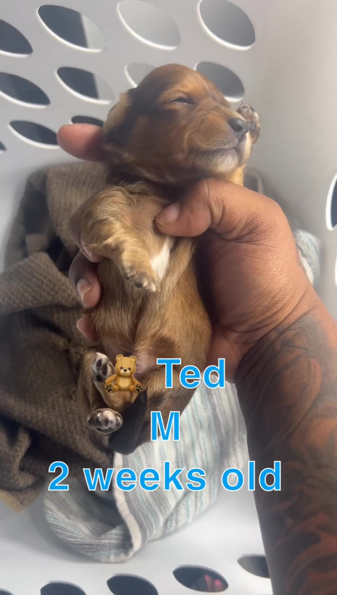 Mixed Breed dogs for sale: Ted 🧸  - Video 1