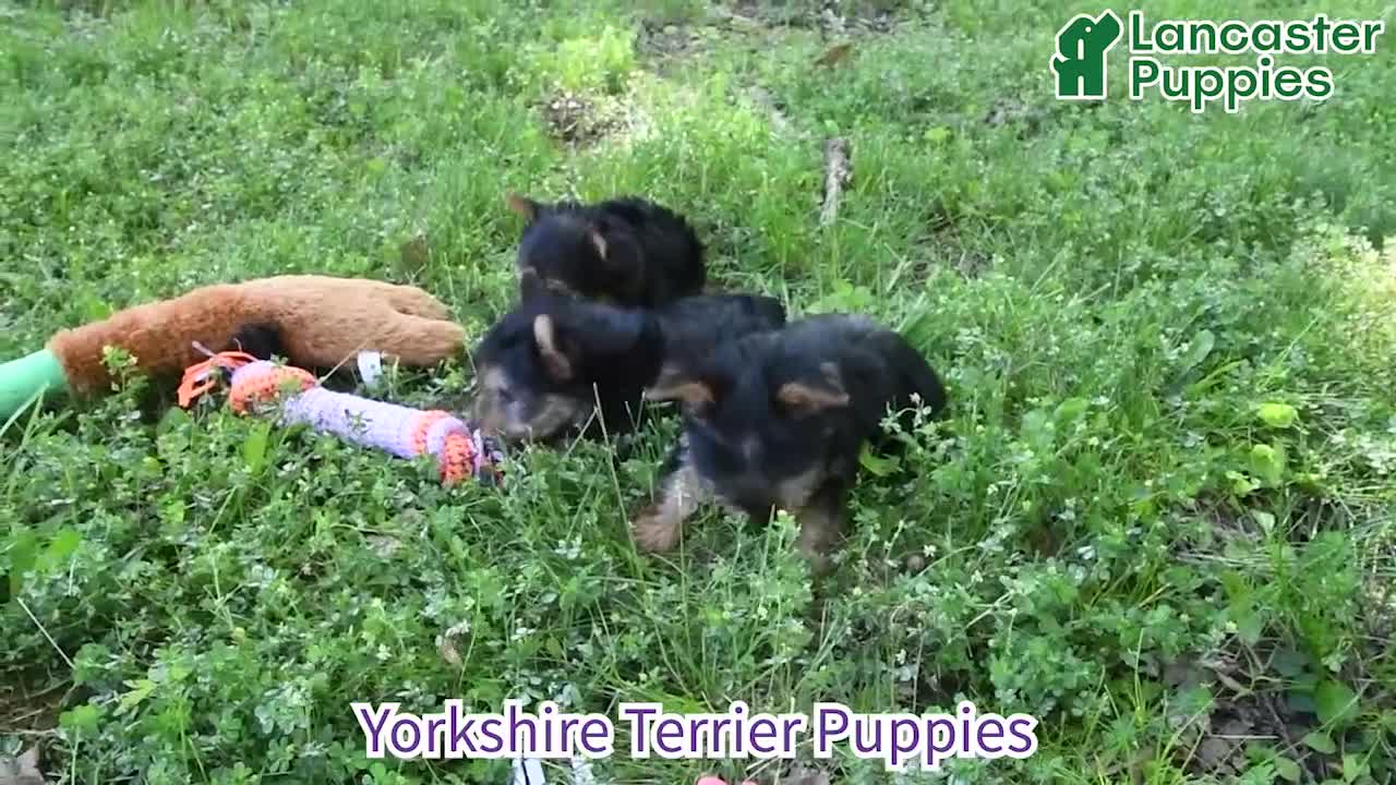 Yorkshire Terrier dogs for sale: Button - Video 1
