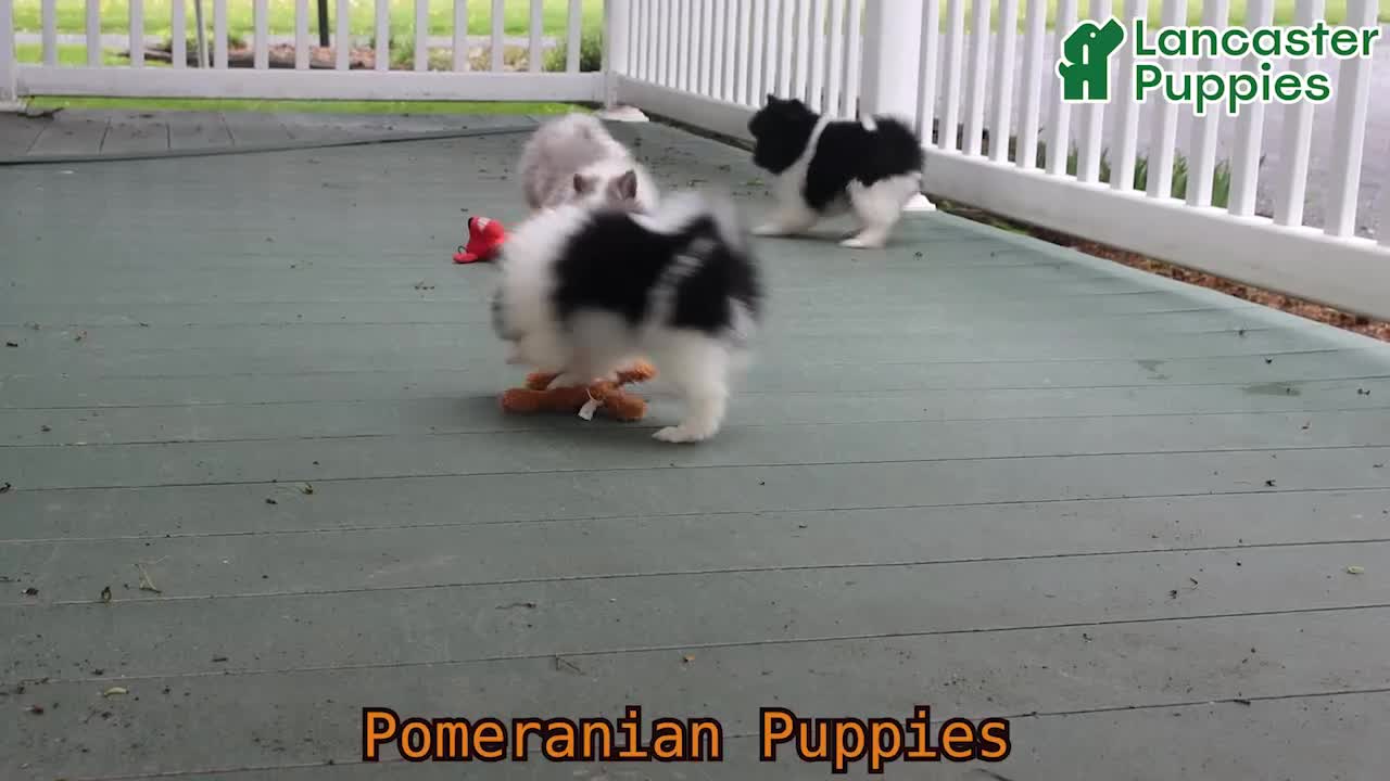 Pomeranian dogs for sale: Top Hat - Video 1