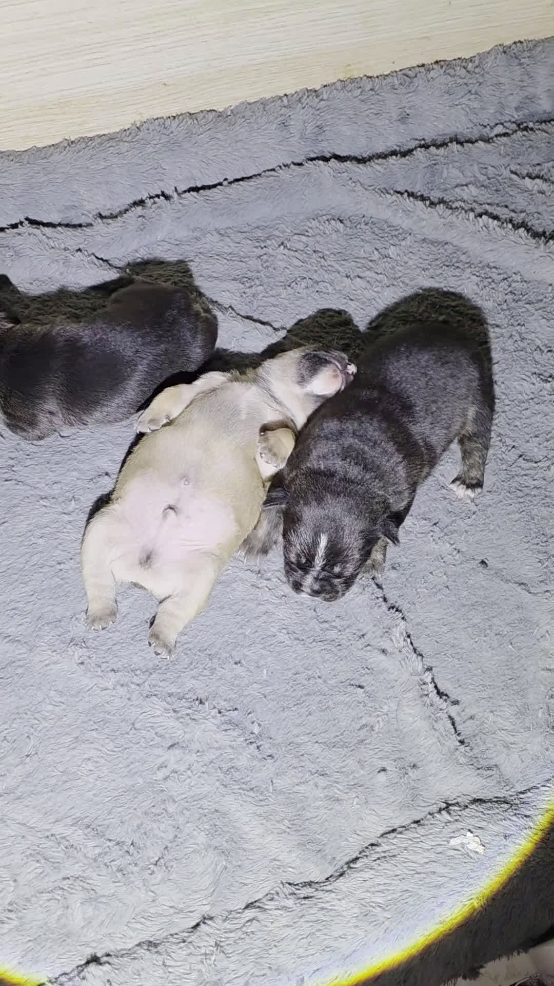 French Bulldog dogs for sale: French Bulldog Puppy 4 - Video 1