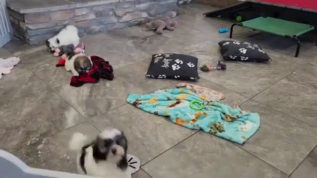 Havanese dogs for sale: VANCE - Video 9