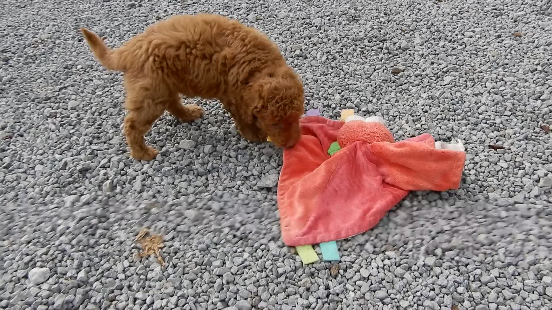 Mini Goldendoodle dogs for sale: Sunny - Video 1
