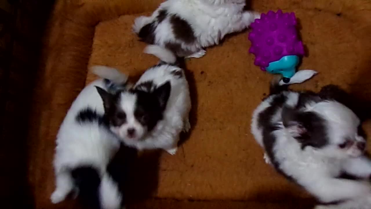 Chihuahua dogs for sale: Tiny Tcup Apple Head Inky  - Video 2