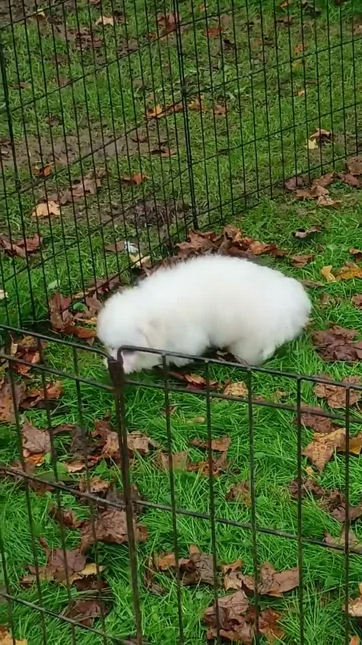 Bichon Frise dogs for sale: Snow  - Video 2